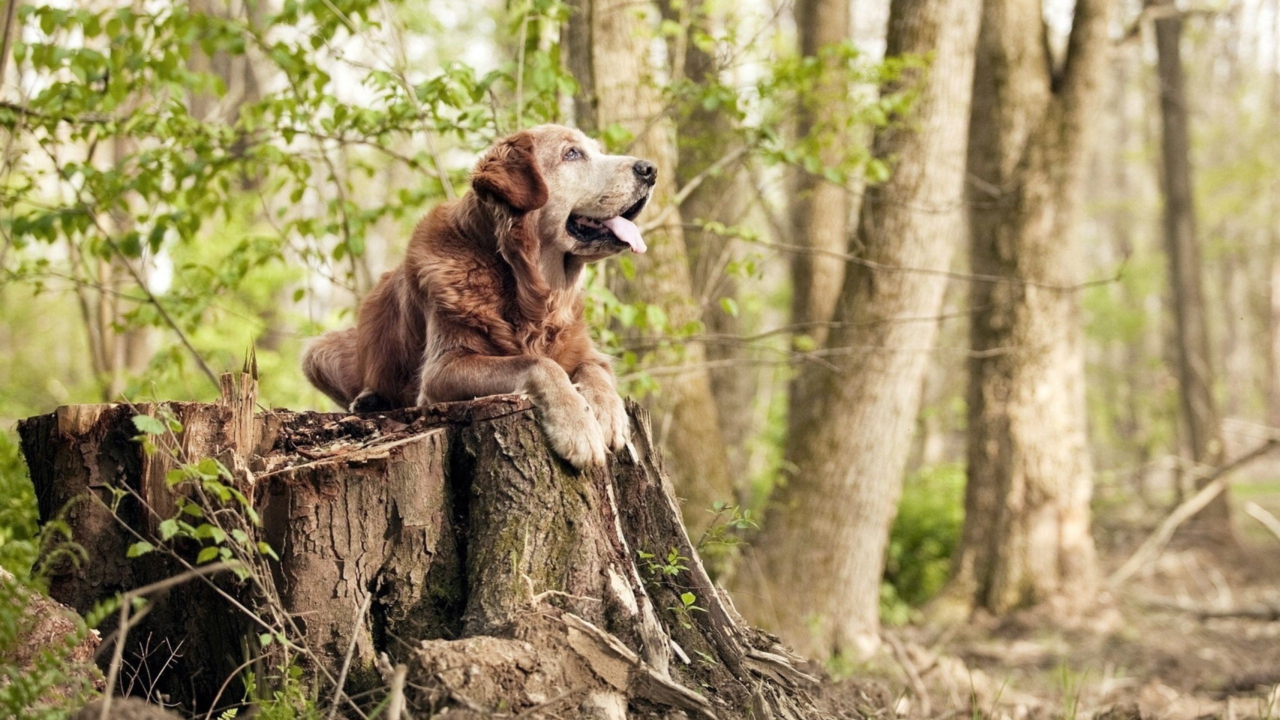九游下载官网-“风云再起”——那些年激动人心的WRC逆转瞬间