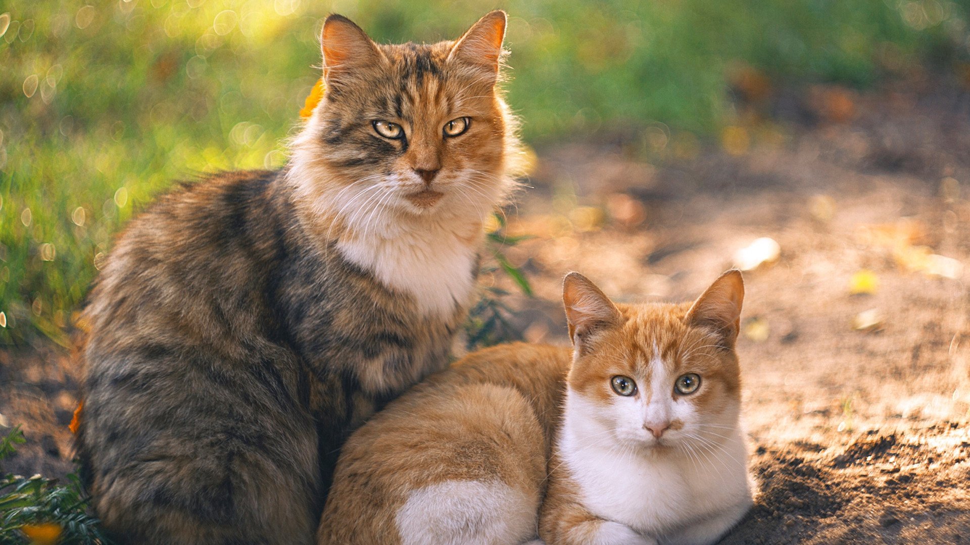 中国篮球协会发布新赛季比赛规程，中国篮球协会发布新赛季比赛规程是什么